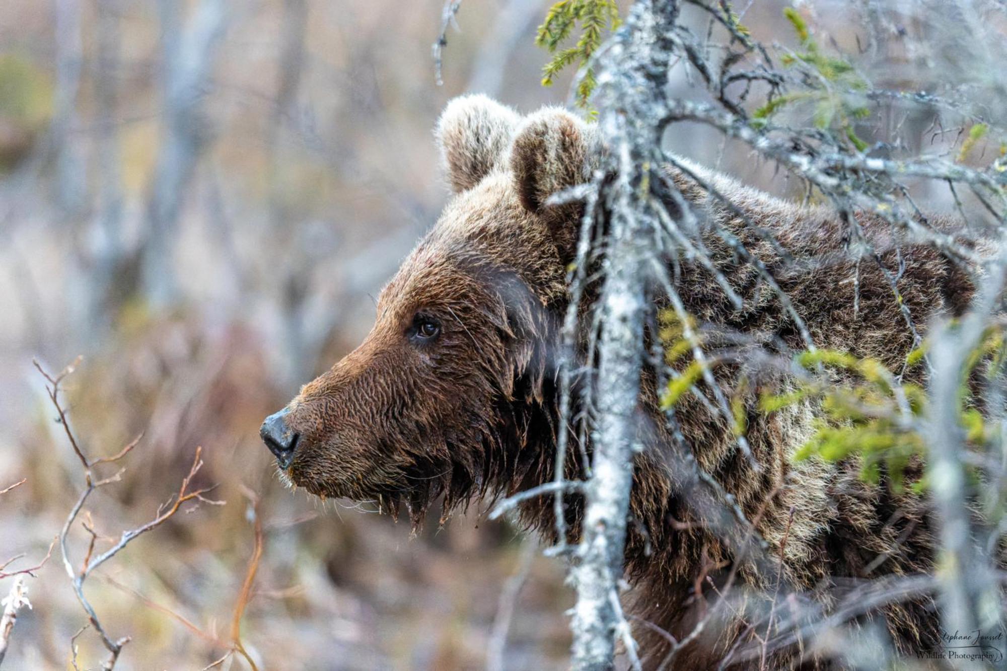 The Bear'S Den Villa Hakafot Bagian luar foto
